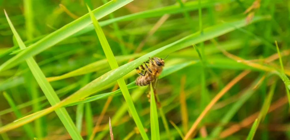 Bee on grass leaf Foto stock