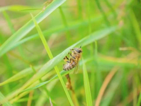 Bee on grass leaf Stock Photos