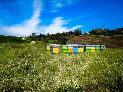 Bee in the grass Stock Photos