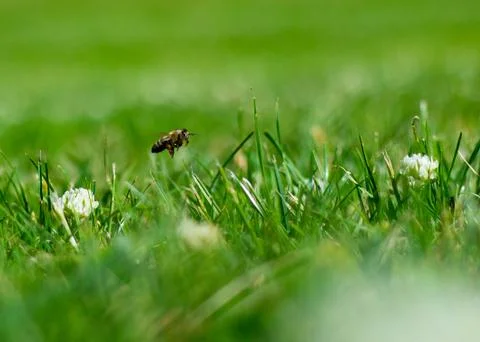 Bee In Grass 写真素材