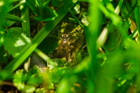 Bee in grass Stockfoto's