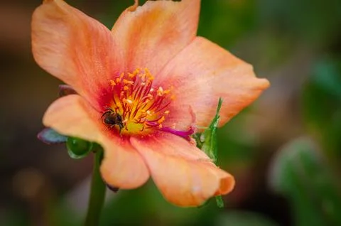 Bee &amp; Grasshopper on a red flower Fotos Stock