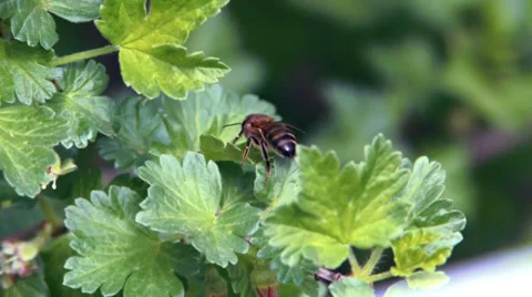 Bee green bush Stock Footage 38153885