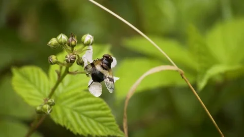A Bee On a Green Flower Macro 4K Stock-Footage 85261039