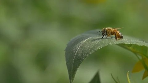 Bee on the green leaf Video stock 127116955