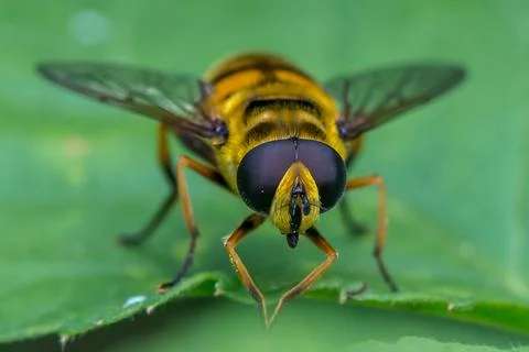 Bee green leaf macro shoot green background Stockfoto's