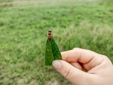 Bee on a green leaf. Macro view Stock Photos