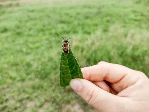 Bee on a green leaf. Macro view Fotos Stock