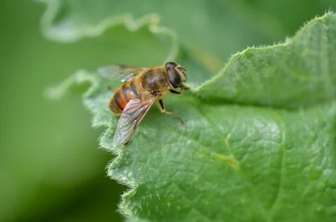 Bee is on the green leaf. Stock Photos