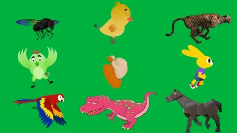 Bee green screen yellow duck background che bird wings spread out small. Stock Footage 310562917
