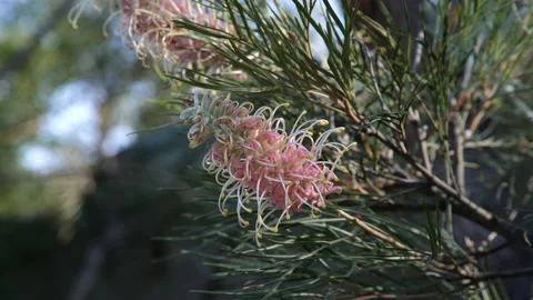 Bee in grevillea flower Stockbeeldmateriaal 170304625
