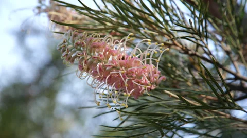 Bee in grevillea flower Stockbeeldmateriaal 170307971