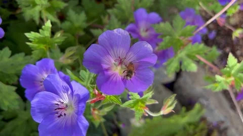 Bee grooms itself on a flower Stock Footage 219120163