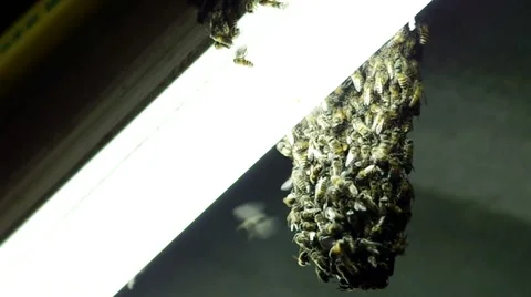 Bee grouping at the fluorescence bulb Stock Footage 48348818