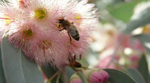Bee on gum flower Stock Footage 37338834