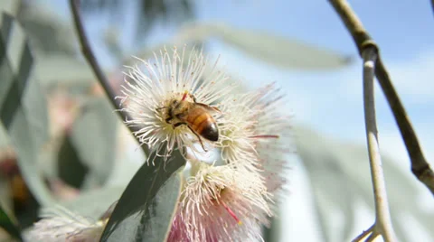 Bee on gum flower Stock Footage 37338869