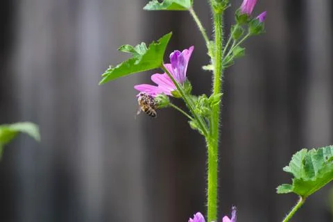 Bee hanging on the flower Stock Photos