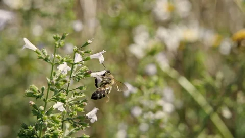 Bee Hanging on Small White Flower, Gathering Pollen, Slow Motion Close-Up Stock Footage 282863138