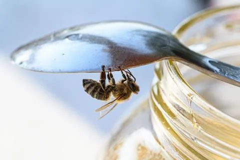 Bee hanging upside down beneath honey spoon Stock Photos