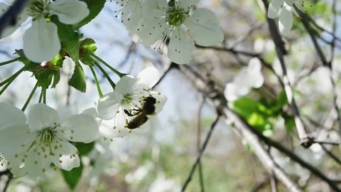 Bee harmony, forest garden fruit flowers Vídeos de archivo 278717188