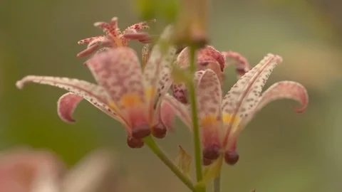 Bee harvesting nectar Stock-Footage 98331274