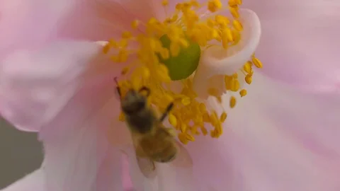 Bee harvesting nectar 스톡 동영상 98376696