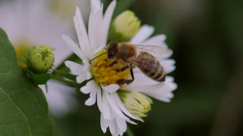 Bee Harvesting Pollen - Closeup Stock Footage 56981219