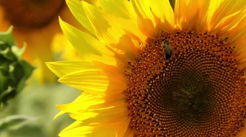 Bee harvesting a pollen Stock Footage 8535942