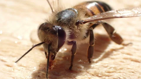 The bee hastily licks the nectar Stock Footage 158012302