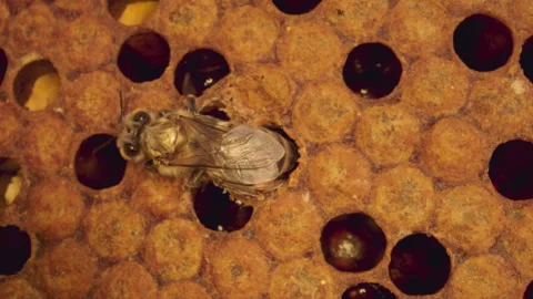 Bee Hatching from hive Stock Footage 270996354