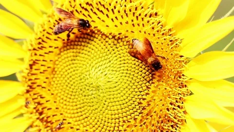 Bee Having pollen from the Sunflower Stock Footage 107296411