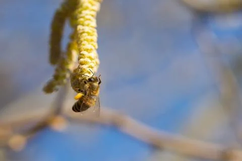 Bee on hazel plant Stock Photos