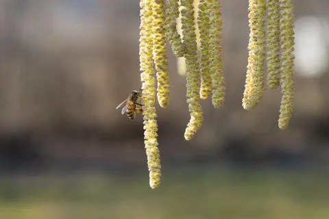 Bee on hazel plant Stock Photos