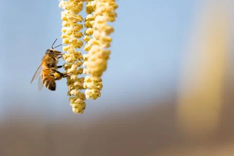 Bee on hazel plant Stock Photos