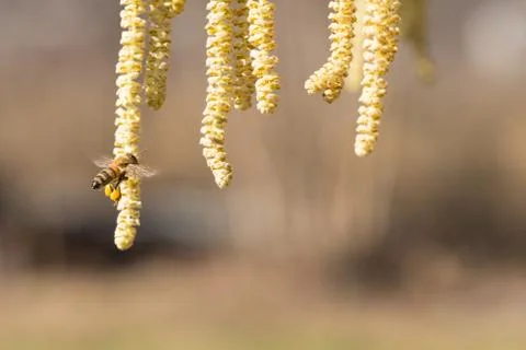 Bee on hazel plant Stock Photos