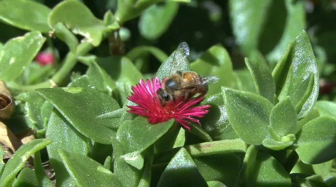 Bee HD Video stock 539401