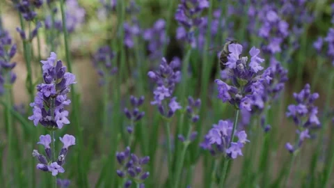 Bee HD Stock Footage 156602738