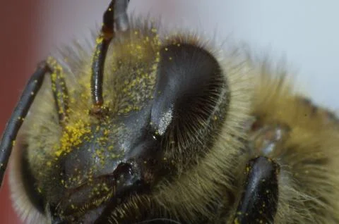 Bee Head up close Stock Photos