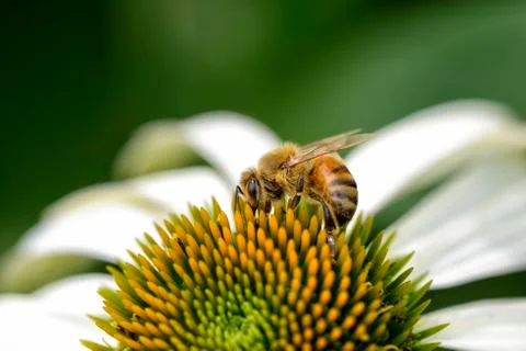 Bee on a head of echinecea flower Stock Photos