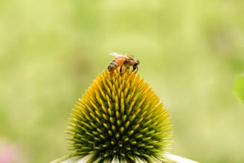 Bee on a head of echinecea flower Stock Photos
