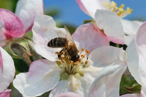 Bee in the head with a flower Stock Photos