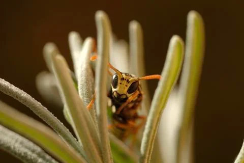 Bee head macro. The bee sits on a lavender leaf and looks at the camera. blur Stock Photos