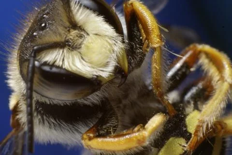BEE HEAD IN SUPER MACRO 2 Stock Photos