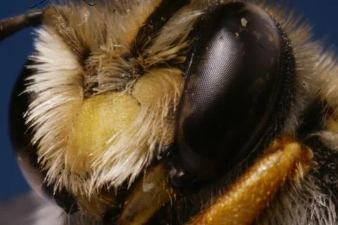 BEE HEAD IN SUPER MACRO Stock Photos