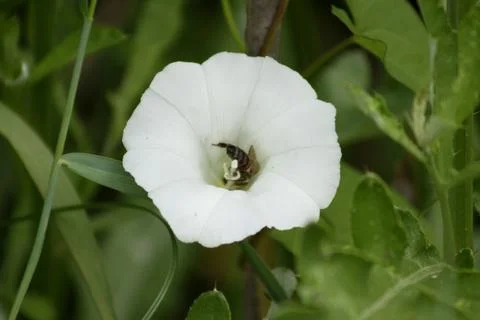 Bee in hedge bindweed in bloom closeup view of it Foto stock