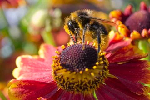 Bee on Helenium Stock Photos