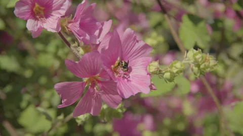Bee in hibiscus flower Stock Footage 211878538