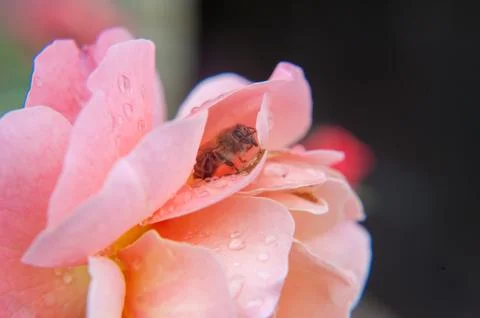 The bee hides from the rain Stock Photos