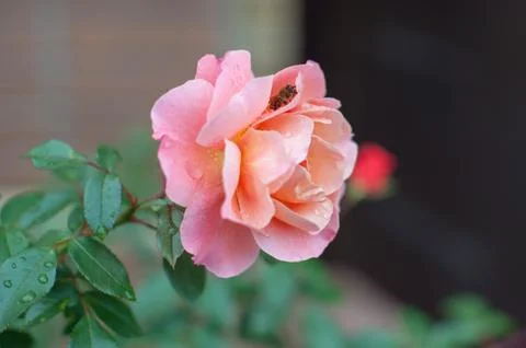The bee hides from the rain Stock Photos