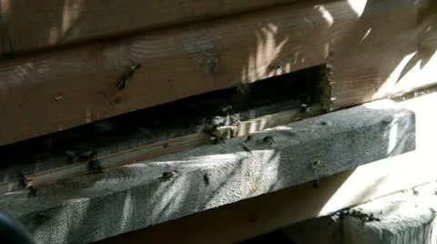 Bee Hive 1 Stock Footage 11237784